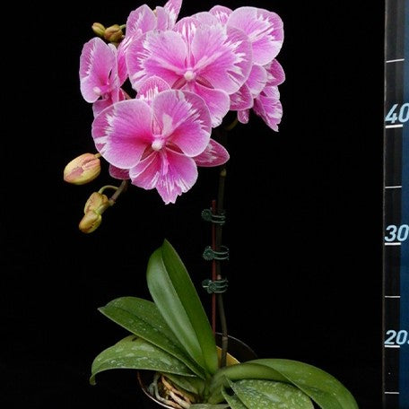 173269438058-Phal.%20Younghome%20Sunday%20%E8%8A%B13.jpg
