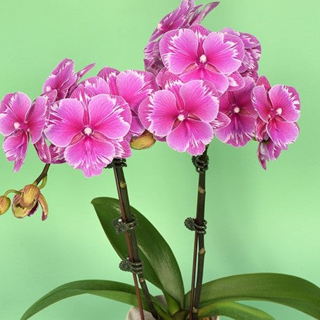 173269438060-Phal.%20Younghome%20Sunday%20%E8%8A%B12.jpg