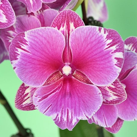 173269438091-Phal.%20Younghome%20Sunday%20%E8%8A%B11.jpg
