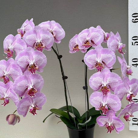 173269956640-Phal.%20Taida%20Prince%20Pearl%20'L1531-1'%20%E8%8A%B12.jpg