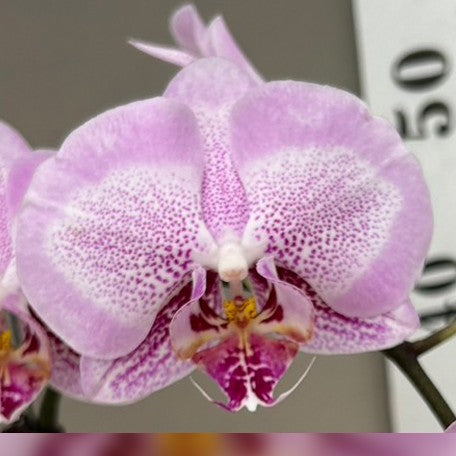 173269956675-Phal.%20Taida%20Prince%20Pearl%20'L1531-1'%20%E8%8A%B11.jpg