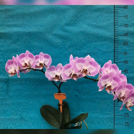 173269970380-Phal.%20Taida%20Prince%20Pearl%20'L1531-14'%20%E8%8A%B12.jpg