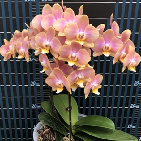 173275975680-Phal.%20Long%20Pride%20Brienne%20%E8%8A%B12.jpg