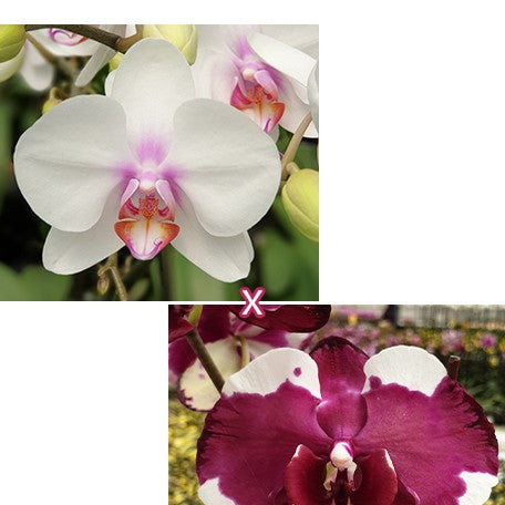 173278596067-Phal.%20Miki%20Smile%20'1332'%20%C3%97%20Fuller's%20Sunshine%20%E8%8A%B11.jpg