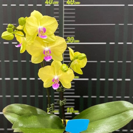 173311763794-Phal.%20Sweet%20Princess%20%E8%8A%B12.jpg