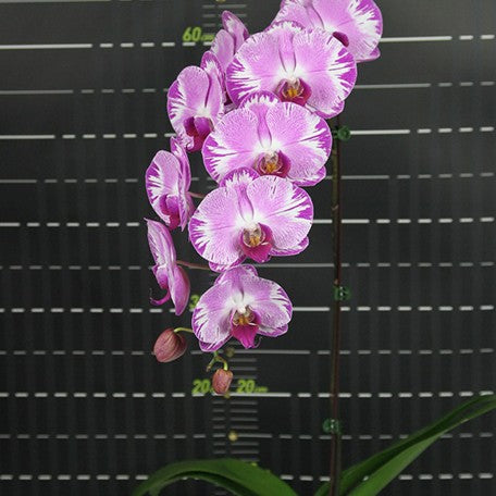 173313622331-Phal.%20Ruey%20Lih%20Beauty%20%E8%8A%B12.jpg