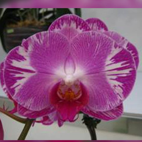 173313622333-Phal.%20Ruey%20Lih%20Beauty%20%E8%8A%B11.jpg