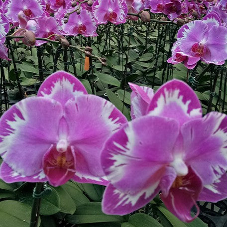 173313622389-Phal.%20Ruey%20Lih%20Beauty%20%E8%8A%B13.jpg