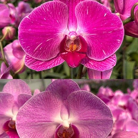173320259536-Phal.%20Ruey%20Lih%20Beauty%20%E8%8A%B14.jpg