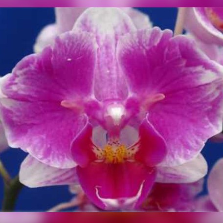173320294873-Phal.%20King%20Car%20Beauty%20Girl%20%E8%8A%B11.jpg