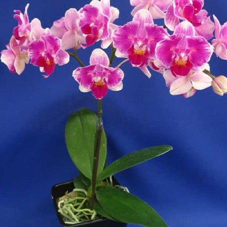 173320294894-Phal.%20King%20Car%20Beauty%20Girl%20%E8%8A%B12.jpg