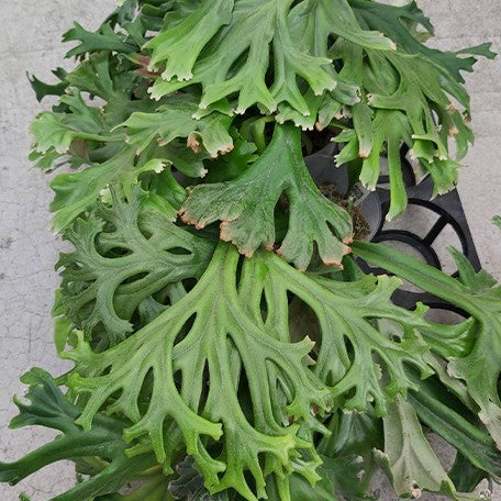 173327777234-Polypodium%20longifolia%20%E8%8A%B12.jpg