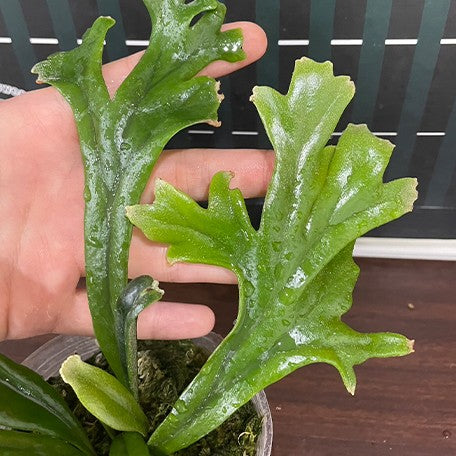 173327778924-Polypodium%20longifolia%20%E6%A4%8D%E6%A0%AA3''2.jpg