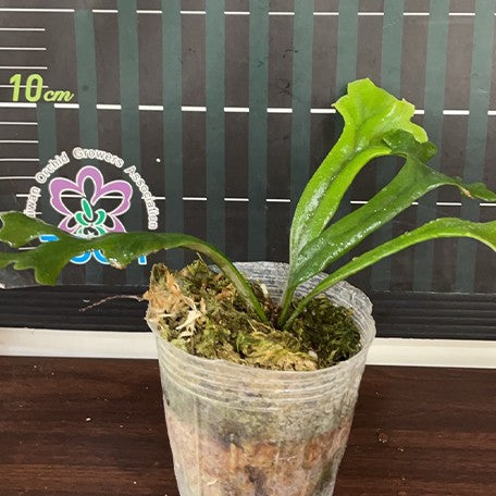 173327778966-Polypodium%20longifolia%20%E6%A4%8D%E6%A0%AA3''1.jpg