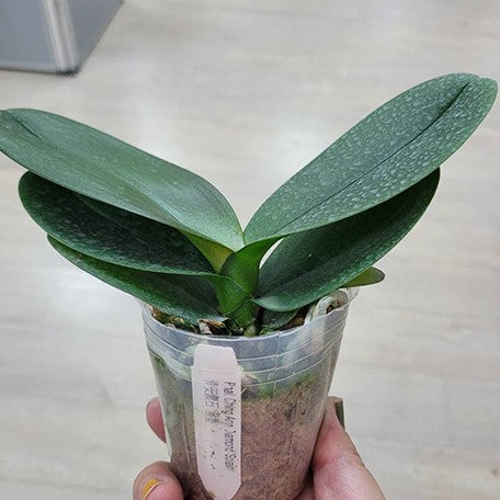 173330814592-Phal.%20Ching%20Ann%20Diamond%20'Splash'%20%E6%A4%8D%E6%A0%AA2.5''2.jpg