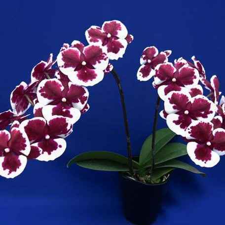 173330935434-Phal.%20King%20Car%20Clown%20%E8%8A%B12.jpg