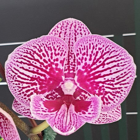 173330996289-Phal.%20Miki%20Pink%20King%20'156'%20%E8%8A%B11.jpg