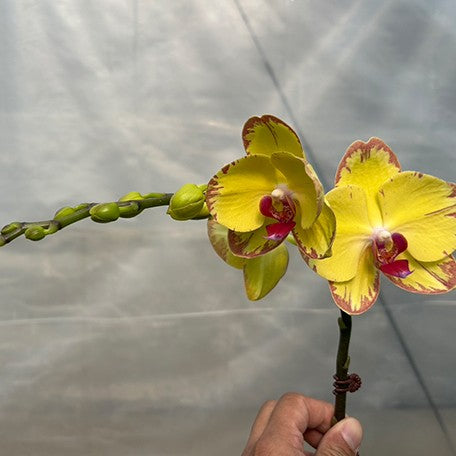 173336720423-Phal.%20Gleaming%20Gold%20%E8%8A%B13.jpg