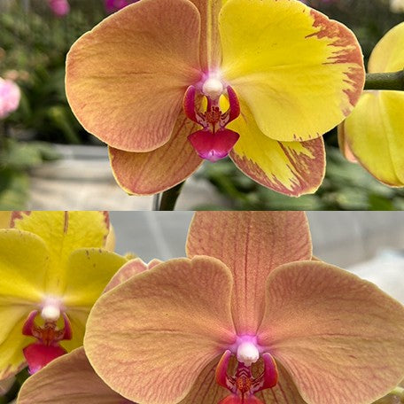 173336720464-Phal.%20Gleaming%20Gold%20%E8%8A%B12.jpg