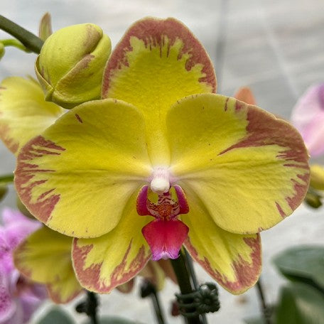 173336720496-Phal.%20Gleaming%20Gold%20%E8%8A%B11.jpg