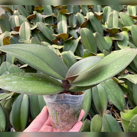 173336754631-Phal.%20Taisuco%20Wonderland%20%E6%A4%8D%E6%A0%AA2.5''1.jpg