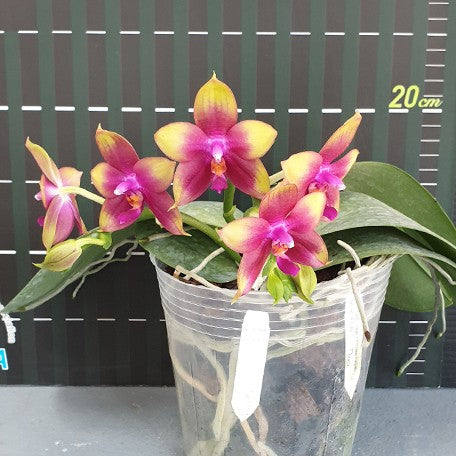 173348045812-Phal.%20Meidarland%20Kaiulani%20'700'%20%E8%8A%B13.jpg