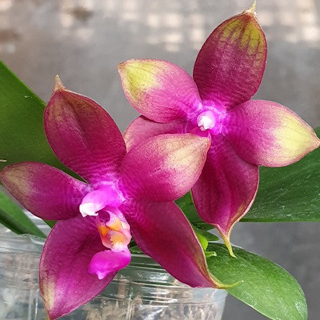 173348045853-Phal.%20Meidarland%20Kaiulani%20'700'%20%E8%8A%B14.jpg
