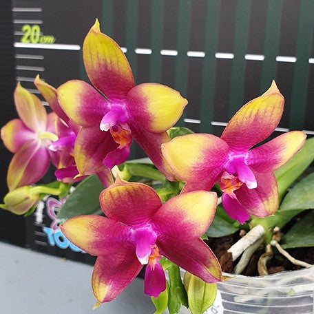 173348045857-Phal.%20Meidarland%20Kaiulani%20'700'%20%E8%8A%B12.jpg
