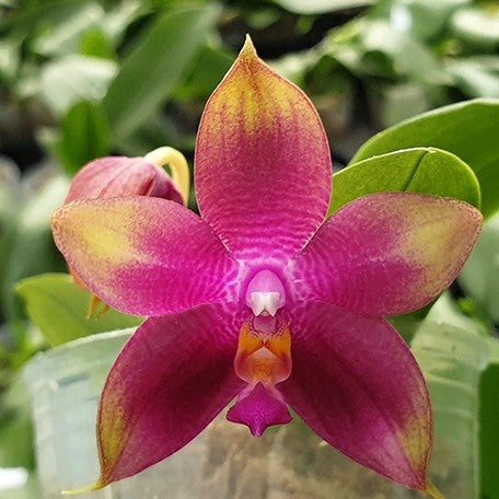 173348045899-Phal.%20Meidarland%20Kaiulani%20'700'%20%E8%8A%B11.jpg