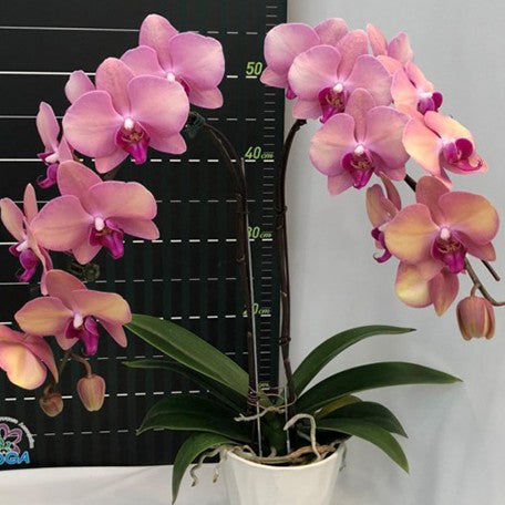 173388268852-Phal.%20OX%20Little%20Beauty%20%E8%8A%B12.jpg