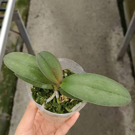 173388372459-Phal.%20Purple%20Gem%20'Es'%20%E6%A4%8D%E6%A0%AA2.5''1.jpg