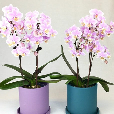 173390863091-Phal.%20Pinlong%20Cheris%20%E8%8A%B14.jpg