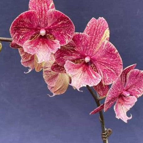 Phalaenopsis King Car Marble 'JC717 2' 2.5