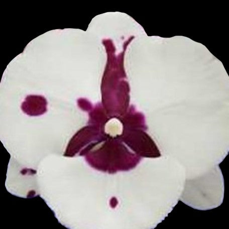 173396688945-Phal.%20King%20Car%20Pieris%20Canidia%20%E8%8A%B11.jpg