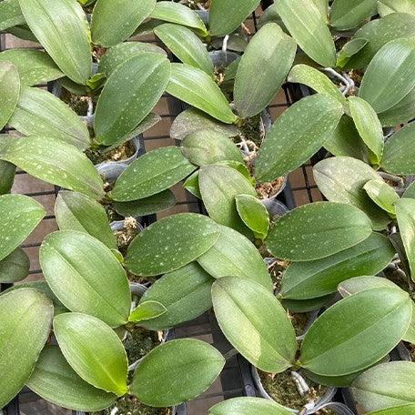 173398755886-Phal.%20Sogo%20Shito%20%E6%A4%8D%E6%A0%AA2.5''2.jpg