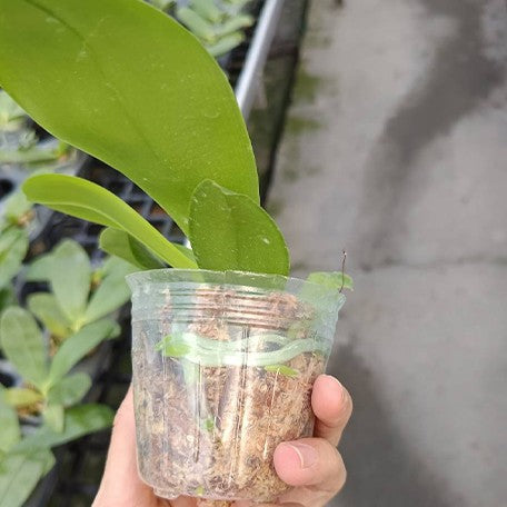 173398800560-Phal.%20Lyndon%20Mix%20Zebra%20'822'%20%E6%A4%8D%E6%A0%AA2.5''2.jpg