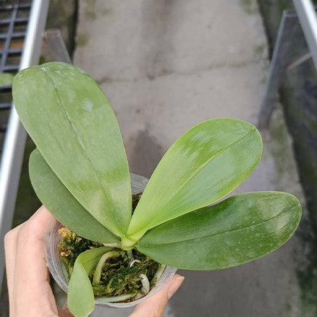 173398800581-Phal.%20Lyndon%20Mix%20Zebra%20'822'%20%E6%A4%8D%E6%A0%AA2.5''1.jpg