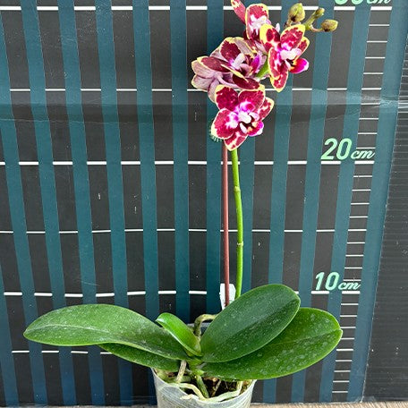 173405620797-Phal.%20Charming%20Cafecat%20'0743'%20%E8%8A%B13.jpg