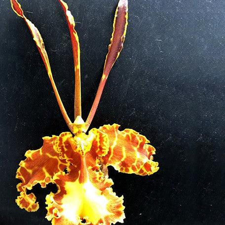 173405787353-Psychp.(Pyp.)%20Mariposa%20%E8%8A%B12.jpg
