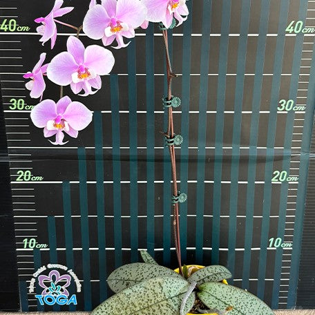 173407065275-Phal.%20schilleriana%20(silver%20leaves)%20%C3%97%20sib%20%E8%8A%B12.jpg