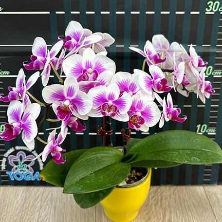 173407089627-Phal.%20Fusheng's%20Bridal%20Dress%20%C3%97%20Yushan%20Pink%20Baby%20%E8%8A%B12.jpg