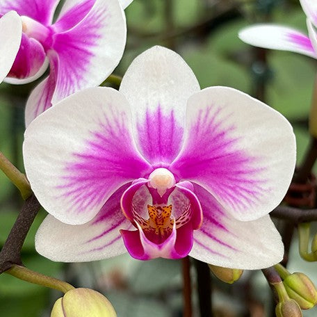 173407089689-Phal.%20Fusheng's%20Bridal%20Dress%20%C3%97%20Yushan%20Pink%20Baby%20%E8%8A%B11.jpg