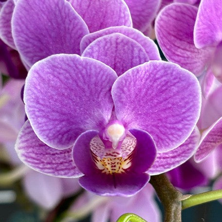 173407796480-Phal.%20Sogo%20Vivien%20'Violet%20Queen'%20%E8%8A%B11.jpg