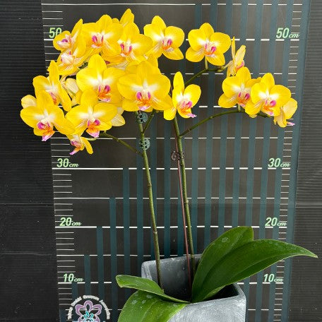 173407832365-Phal.%20Yen%20Shuai%20Sweet%20Girl%20'Shiny%20Girl'%20%E8%8A%B14.jpg