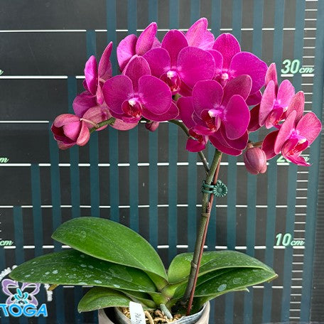 173407897529-Phal.%20Dragon%20Tree%20%C3%97%20Shich%20Dang%20Cherry%20%E8%8A%B13.jpg