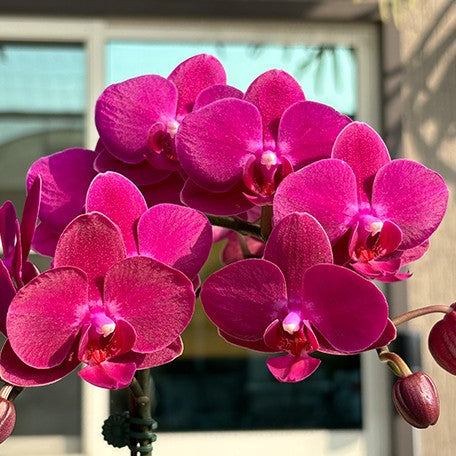 173407897541-Phal.%20Dragon%20Tree%20%C3%97%20Shich%20Dang%20Cherry%20%E8%8A%B12.jpg