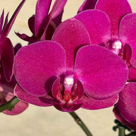 173407897574-Phal.%20Dragon%20Tree%20%C3%97%20Shich%20Dang%20Cherry%20%E8%8A%B11.jpg