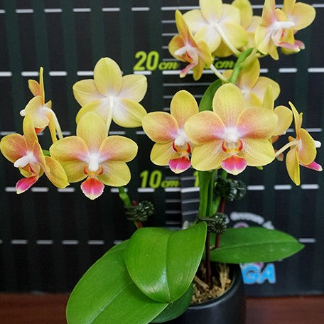 173407940837-Phal.%20Miki%20Golden%20Sand%20'Baby%20MXS02'%20%E8%8A%B12.jpg