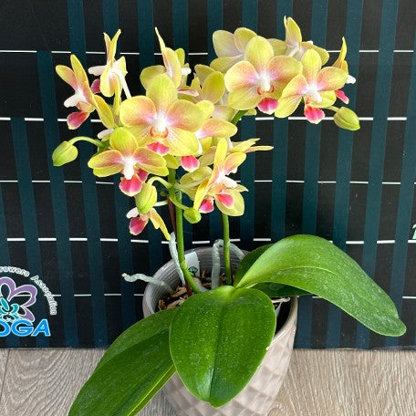173407940853-Phal.%20Miki%20Golden%20Sand%20'Baby%20MXS02'%20%E8%8A%B14.jpg