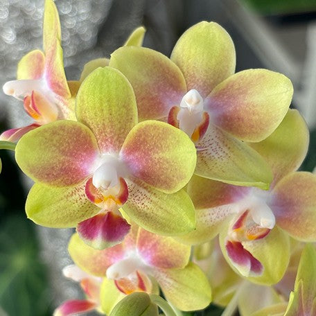 173407940863-Phal.%20Miki%20Golden%20Sand%20'Baby%20MXS02'%20%E8%8A%B13.jpg